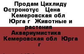 Продам Цихлиду Остронотус › Цена ­ 600 - Кемеровская обл., Юрга г. Животные и растения » Аквариумистика   . Кемеровская обл.,Юрга г.